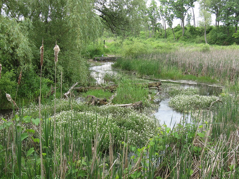 Frank Hornberg Chapter -Trout Unlimited Fund