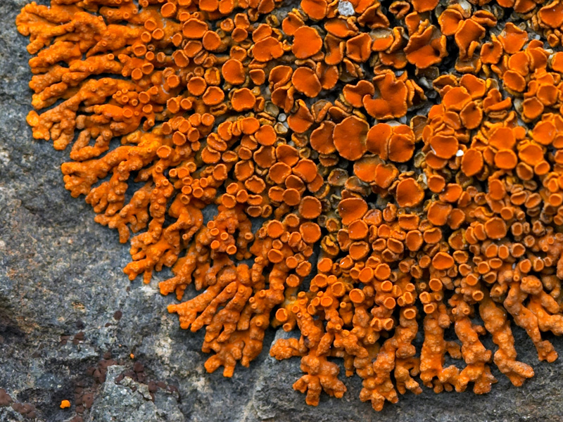 Wisconsin Lichen Conservation Fund