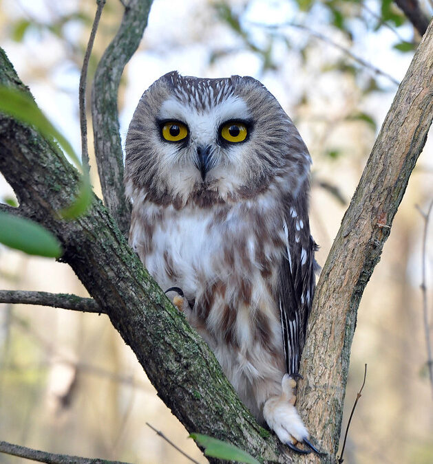 Hussin Family Natural Areas Fund