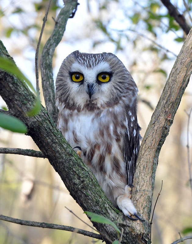 Hussin Family Natural Areas Fund