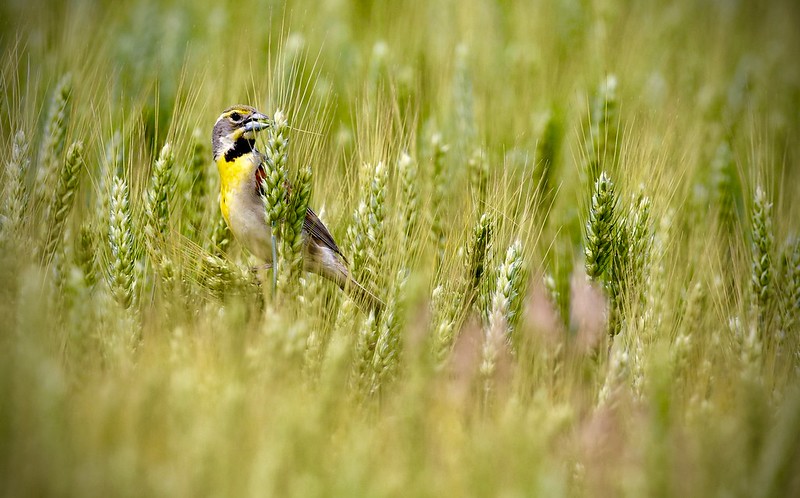 The Wisconsin Bird Fund