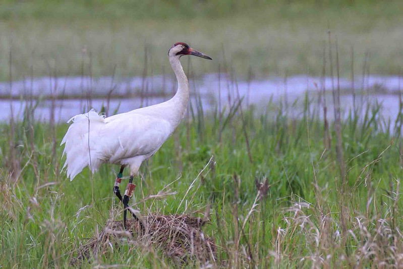 William Floyd Cairns Birds of the Lower Wisconsin Riverway Conservation Fund