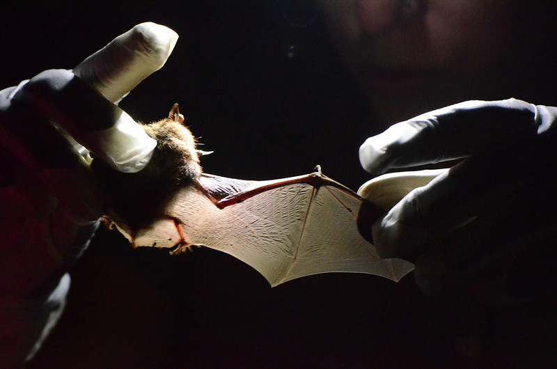 Western Great Lakes Bird & Bat Observatory Fund