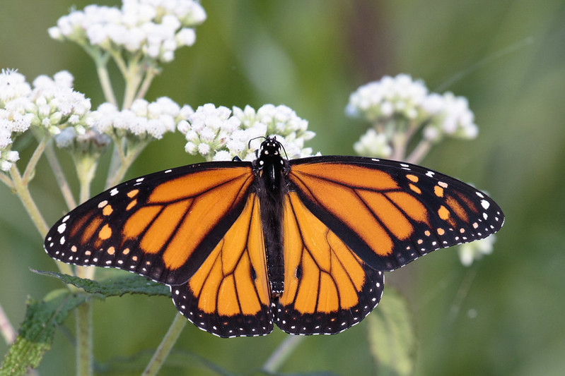 Wisconsin Pollinator Protection Endowment Fund