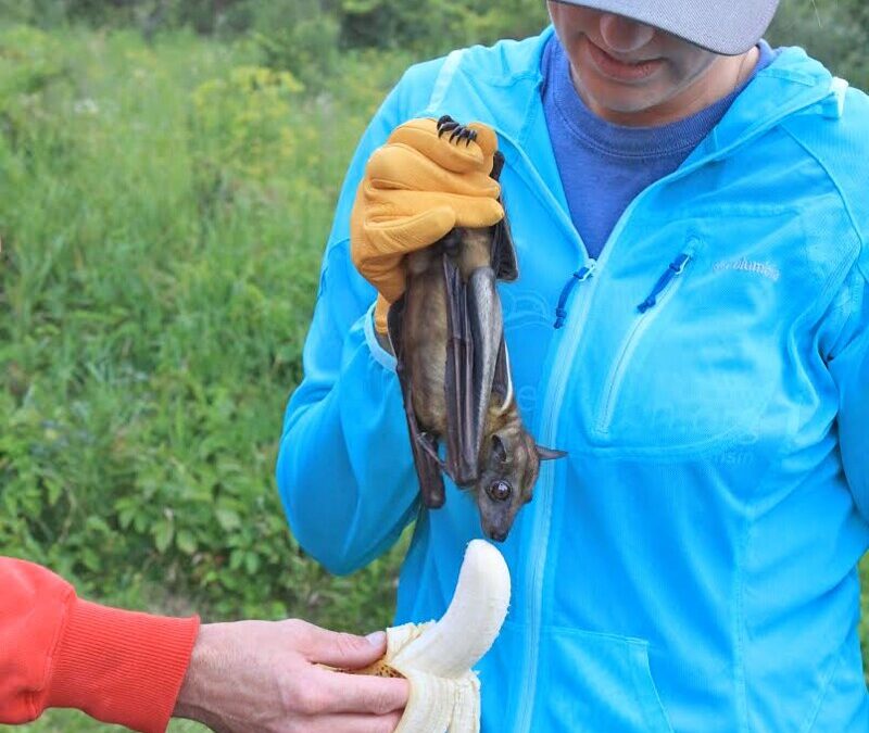 Wisconsin Bat Conservation Fund