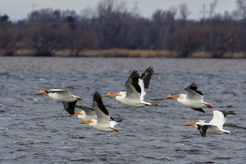 Sam Robbins Shorebird Endowment Fund