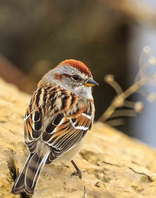 Wisconsin Bird Conservation and Research Fund