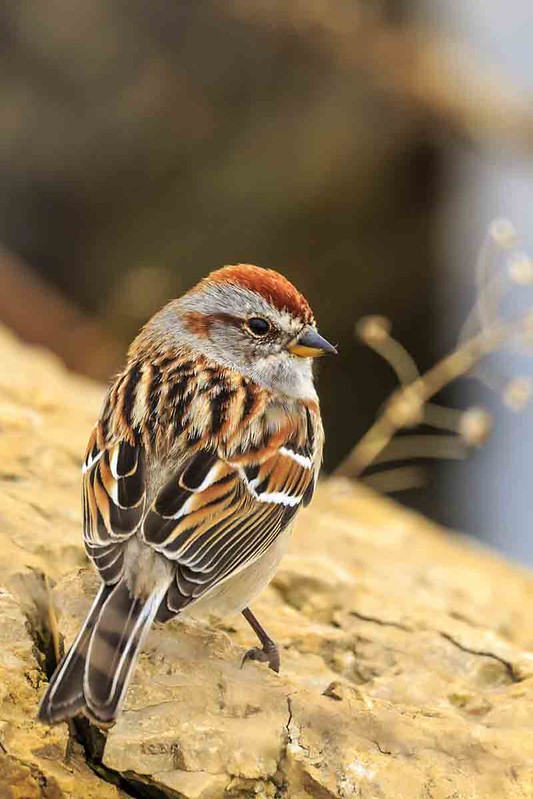 Wisconsin Bird Conservation and Research Fund