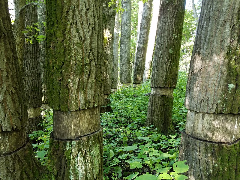 Trees for the Future in Jefferson County Parks Fund