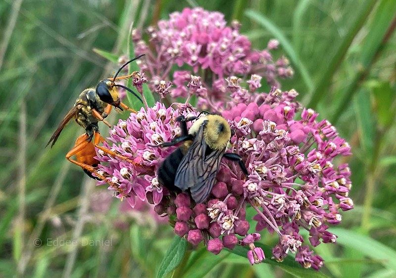 Wisconsin Pollinator Protection Fund