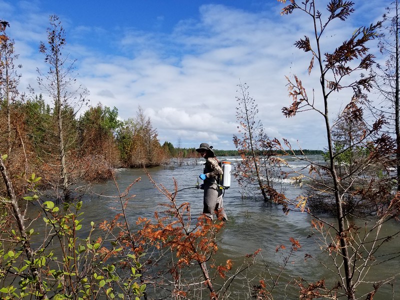 Jonathan Pell Ela Fund for Baileys Harbor Boreal Forest State Natural Area