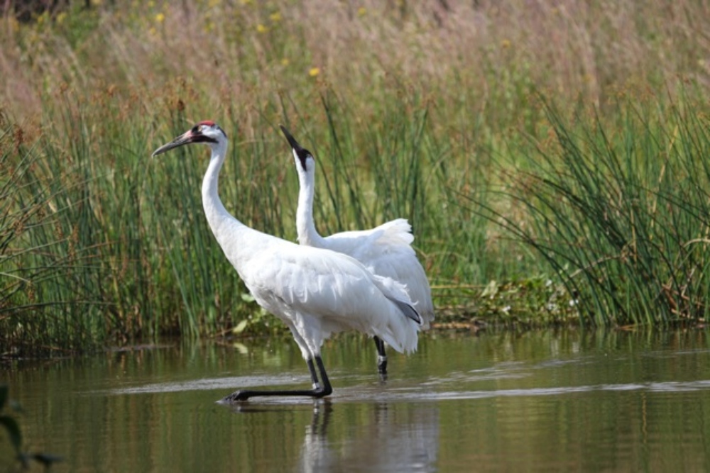 The Natural Resources of Wisconsin - Two Whooping Cranes walking through a marsh