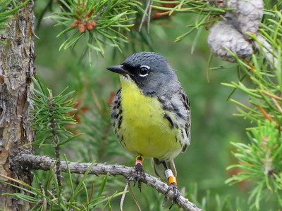American Bird Conservancy Kirtland’s Warbler Fund