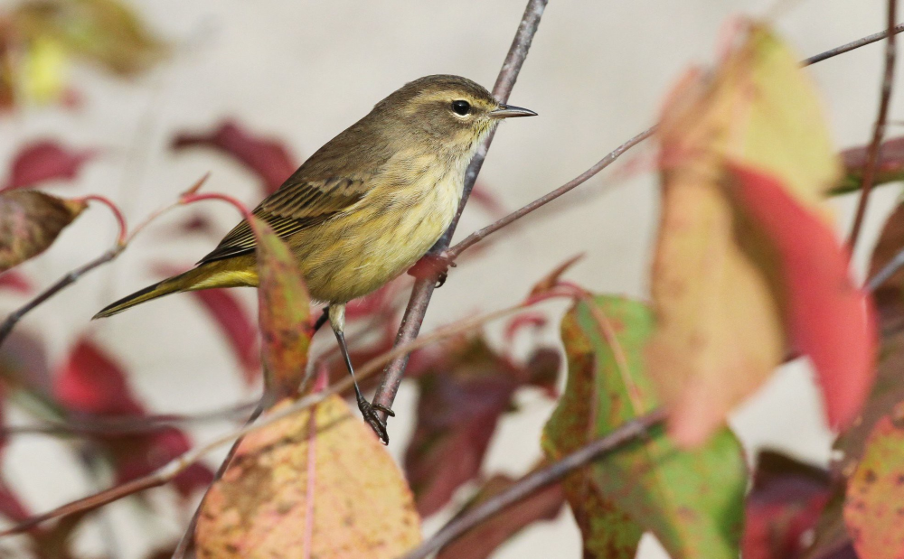 A Safe and Healthy 2021 Birdathon