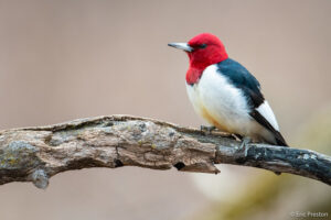 A red-headed woodpecker perches on a branch