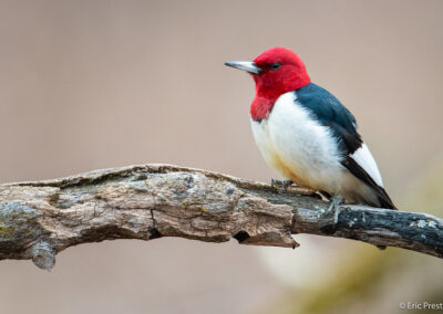 A red-headed woodpecker perches on a branch