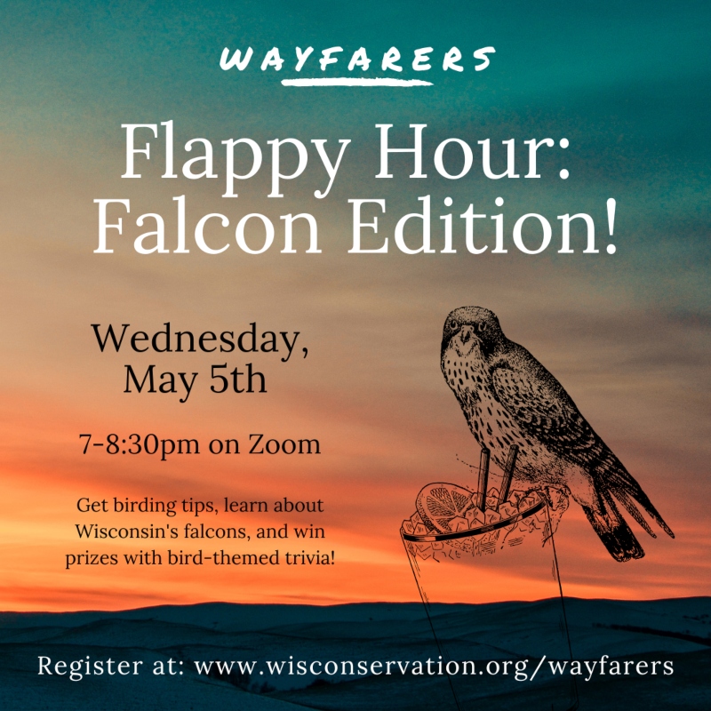 Wayfarers Flappy Hour Falcon Edition