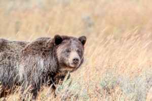 A grizzly bear walking through a field