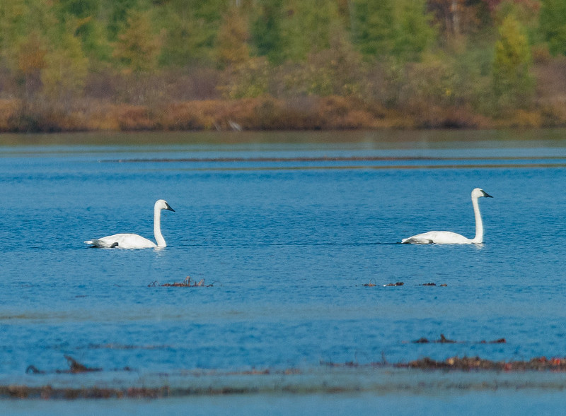 Recovering America’s Wildlife Act: A Once in a Generation Opportunity