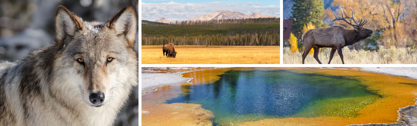 Yellowstone Banner