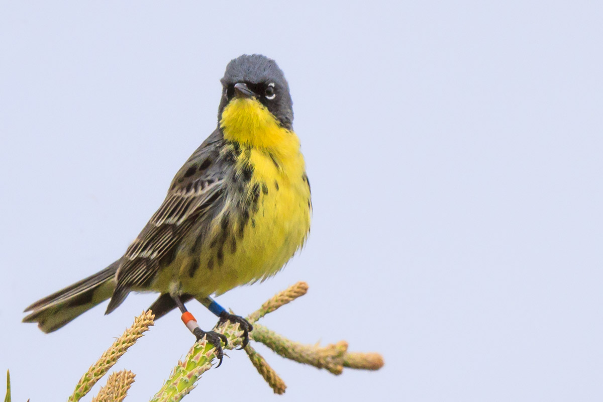 A male Kirtland's warbler perches on top of a jack pine. Bands are visible on its leg.