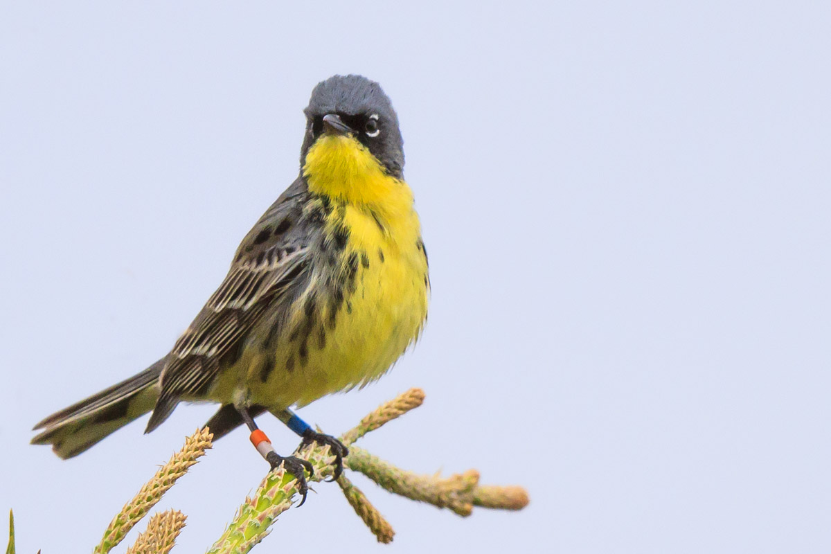 Kirtland's Warbler NRF Field Trip Photo By Bruce Bartel A male Kirtland's warbler perches on top of a jack pine. Bands are visible on its leg.