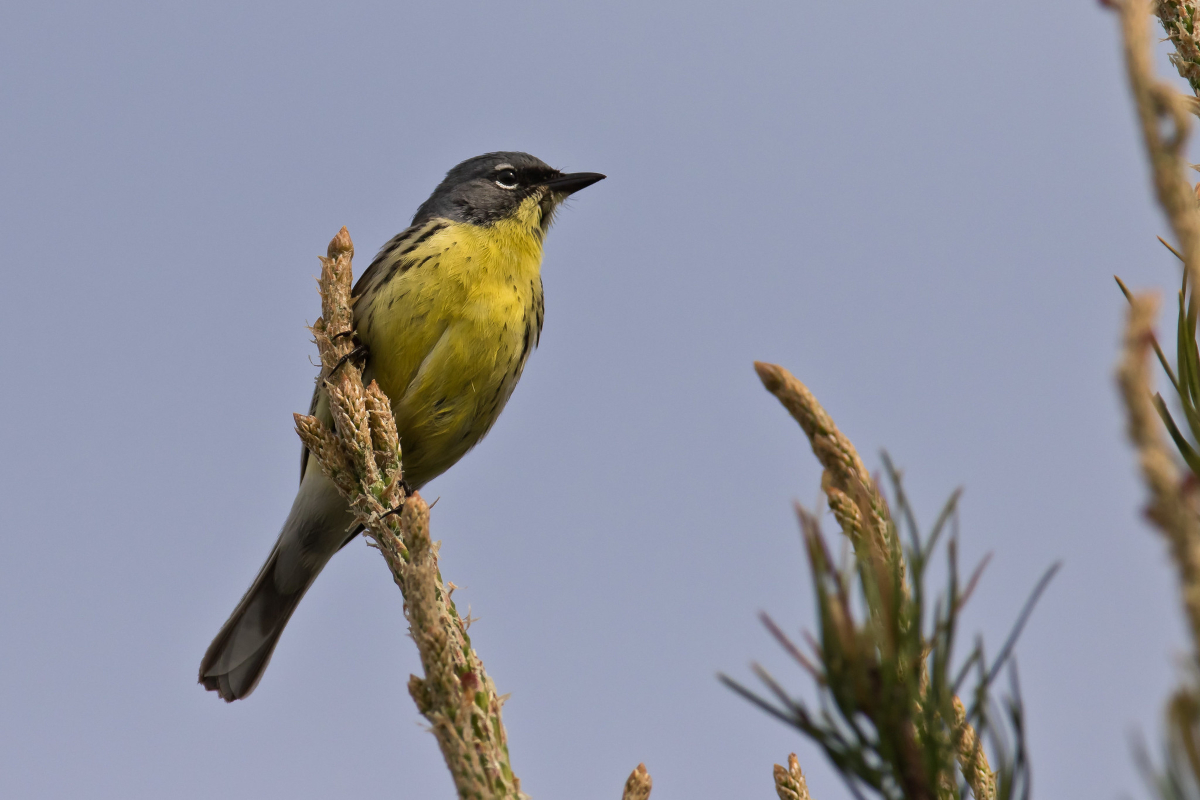 A Kirtland's warbler perches at the top of a jack pine