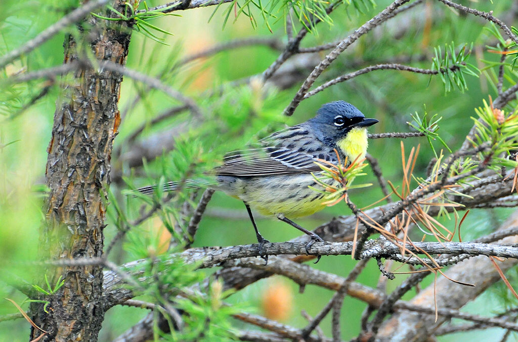 A Kirtland's warbler perches in jack pine