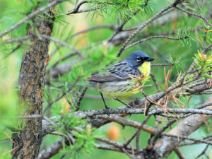 A Kirtland's warbler perches in jack pine