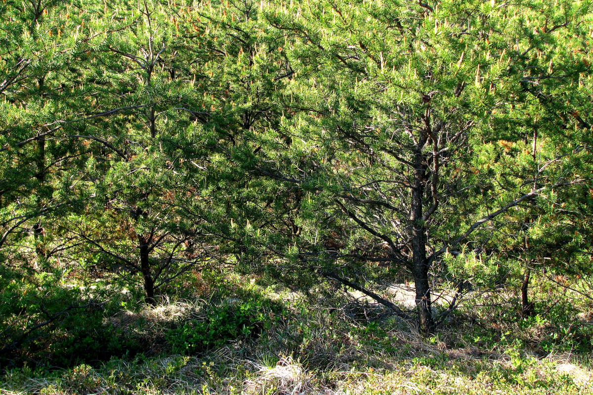 Young jack pine trees