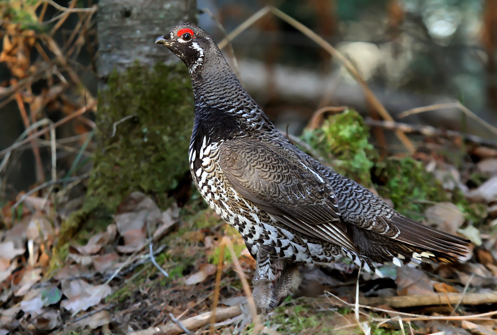 A spruce grouse is seen close up on a forest floor