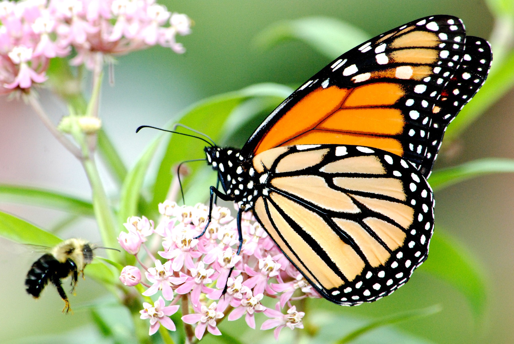 Bee And Monarch On Swamp Milkweed USFWS