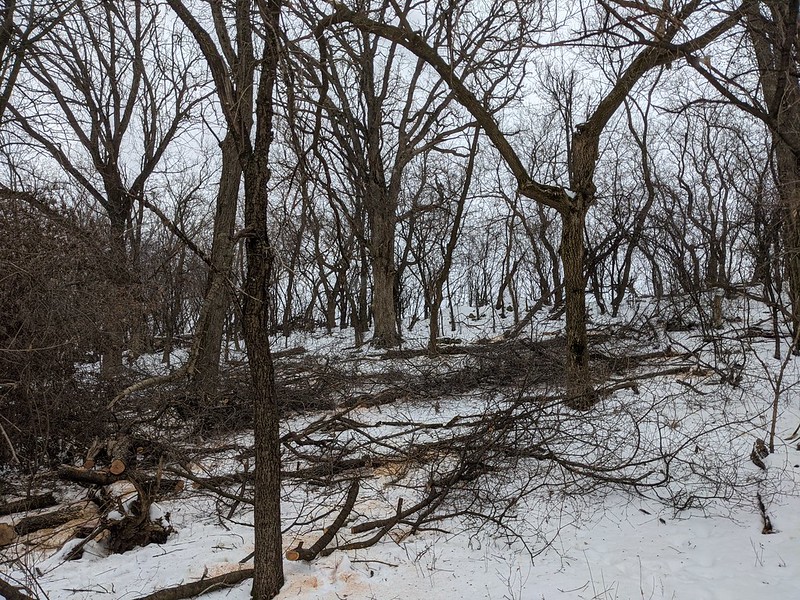 Sugar River Wetlands SNA Oak Savanna Work Bridget Rathman WI DNR