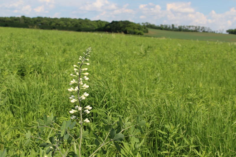 Sugar River Wetlands SNA White Wild Indigo Cait Williamson
