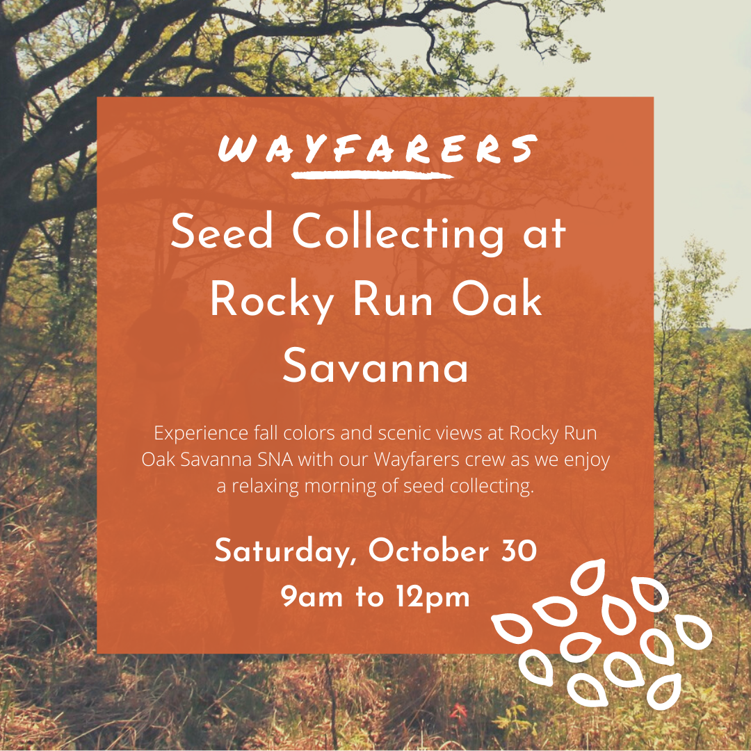 Seed Collecting At Rocky Run Oak Savanna Wayfarers event
