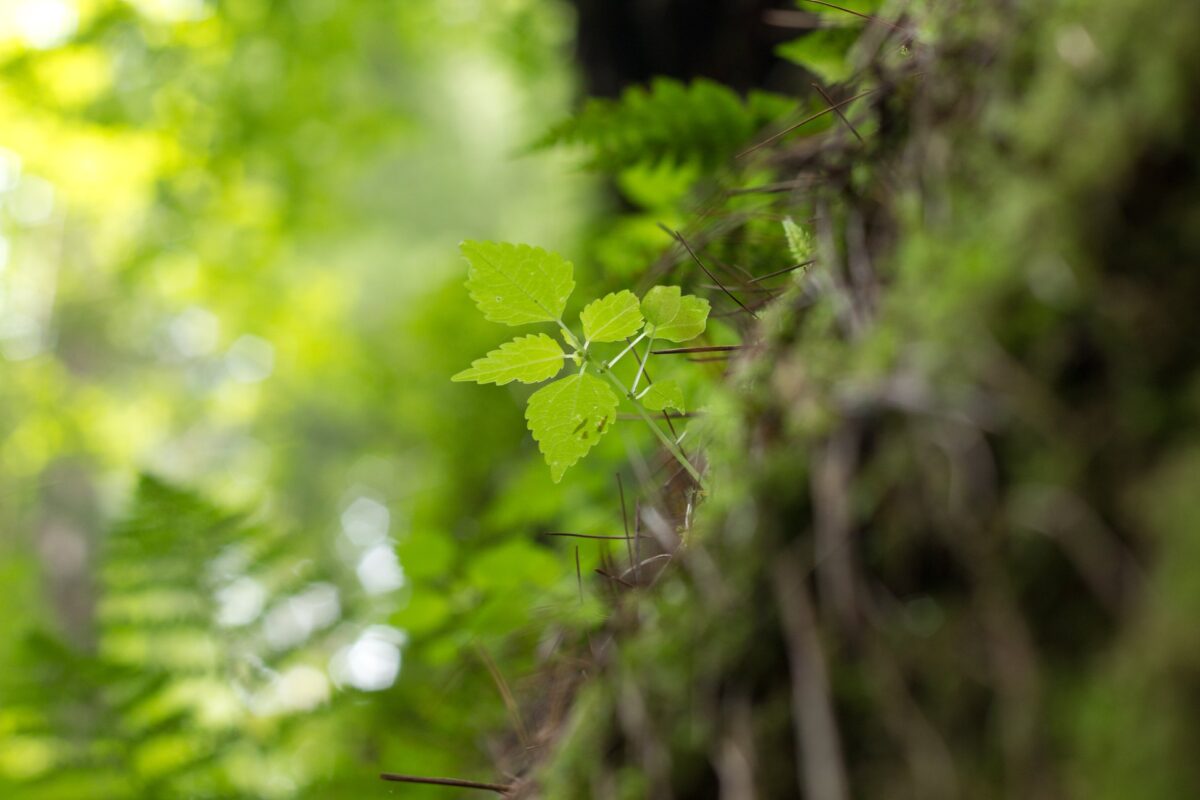 Close-up photo of a plant growing on a mossy rock outcropping