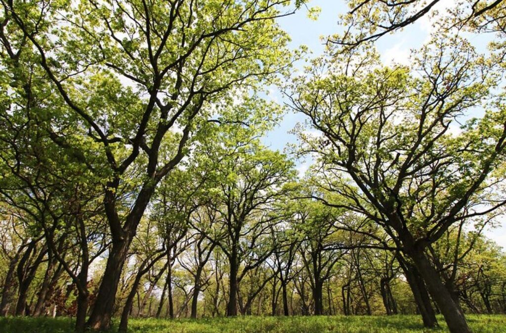 Conservation Planning in the Driftless Area