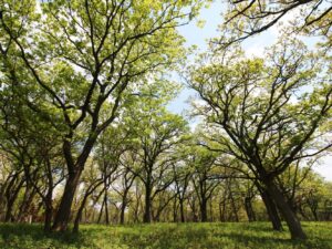 An oak savanna landscape in the Driftless Area during spring