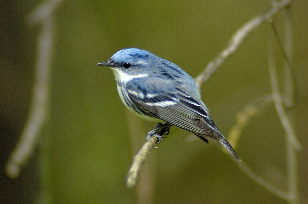 Cerulean Warbler Photo by Dennis Malueg