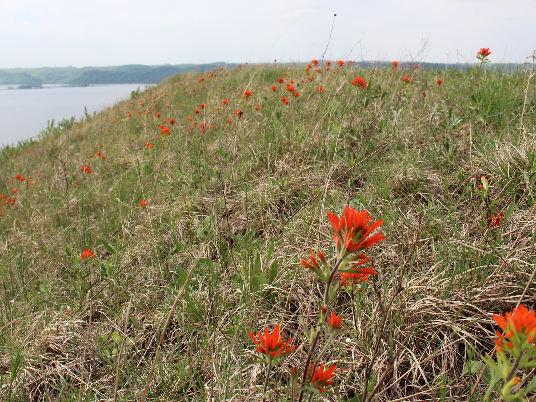 Indian paintbrush on the prairie at Rush Creek State Natural Area, overlooking the Mississippi River. Photo: Caitlin Williamson