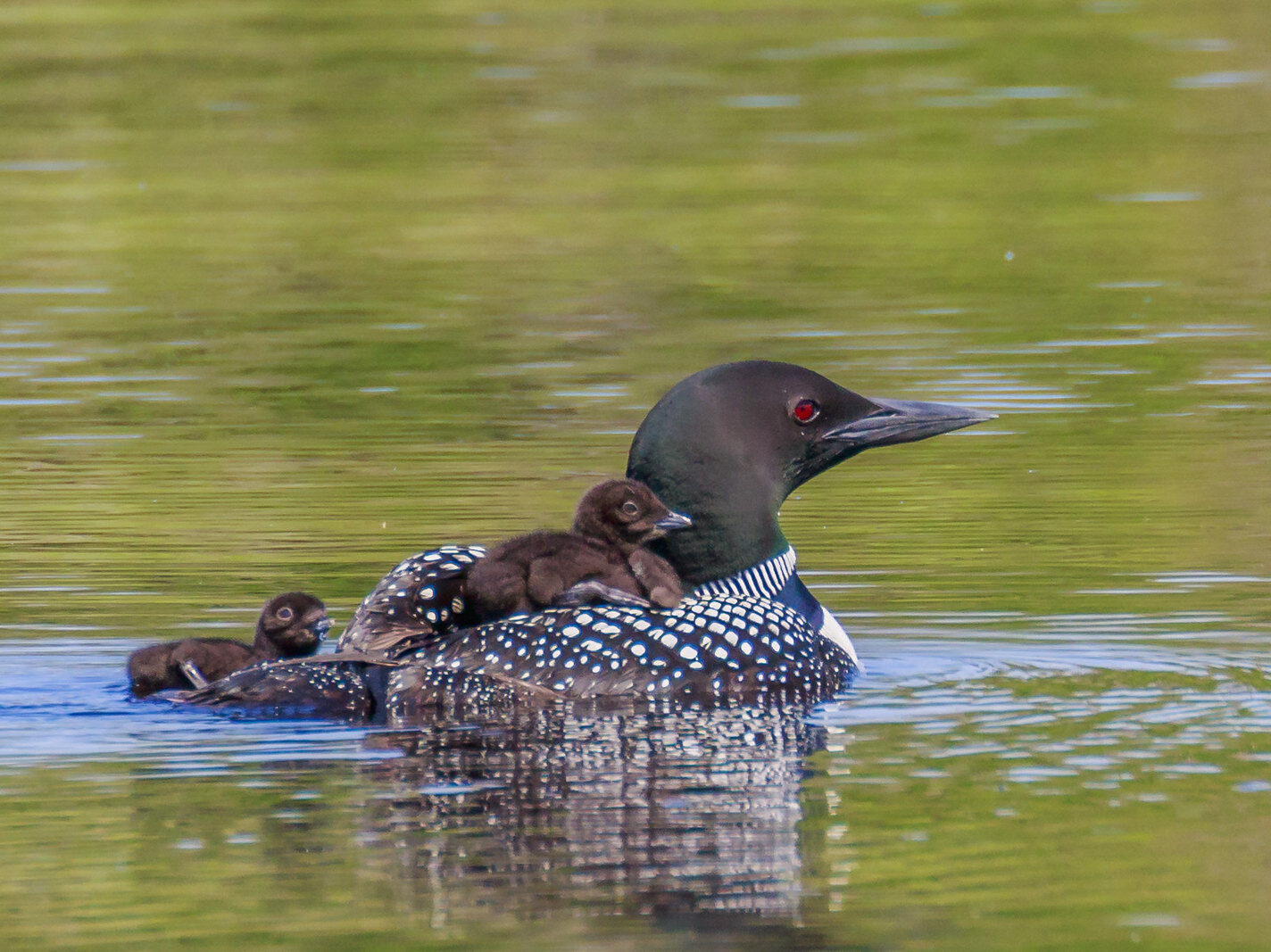 Loon with babies. Photo by Bruce Bartel.