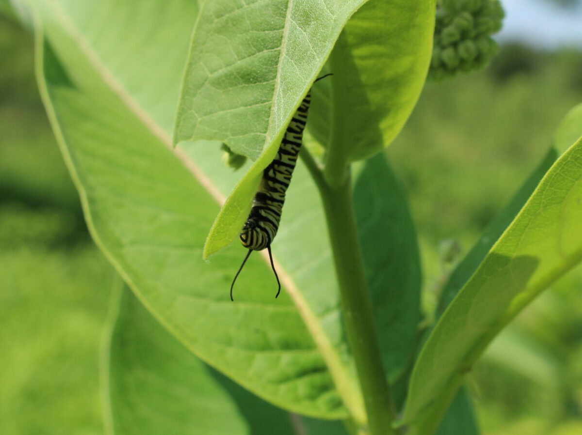 Monarch caterpillar on milkweed at Havenwoods State Forest. Photo: Caitlin Williamson