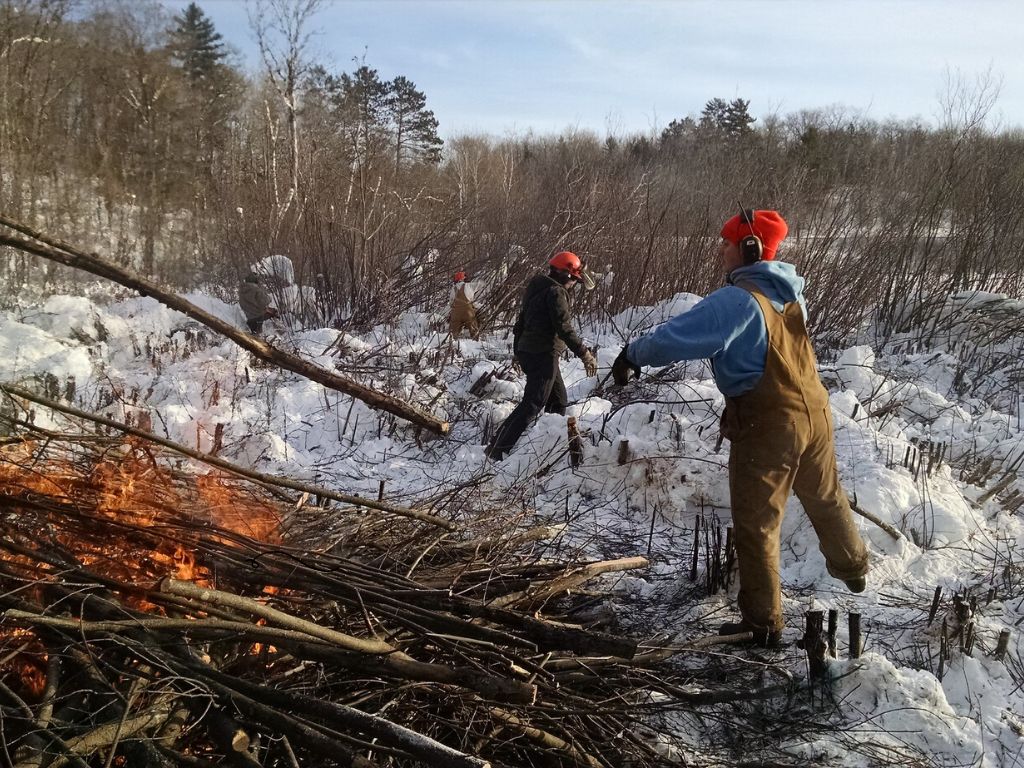 SNA Crew Member Maria Otto loading a buckthorn stem onto the burn pile at Inch Lake State Natural Area. Photo: Ryan Magana