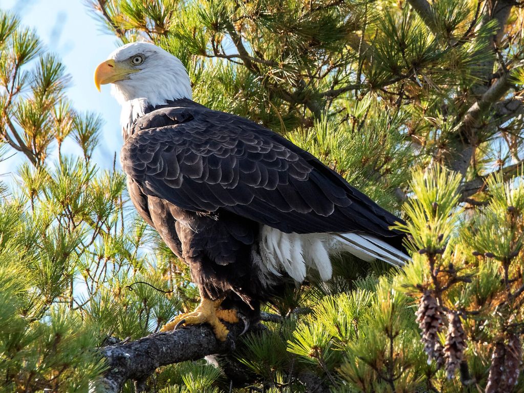 Bald eagle, one of the species that call Inch Lake State Natural Area home by Warren Lynn