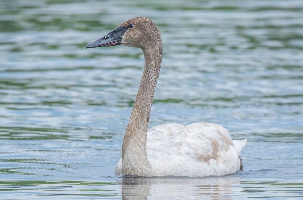 Trumpeter swan in Wisconsin by Warren Lynn