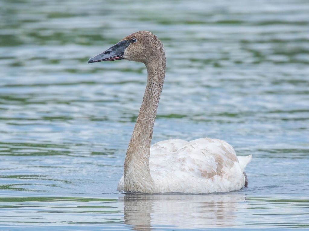 Trumpeter swan in Wisconsin by Warren Lynn