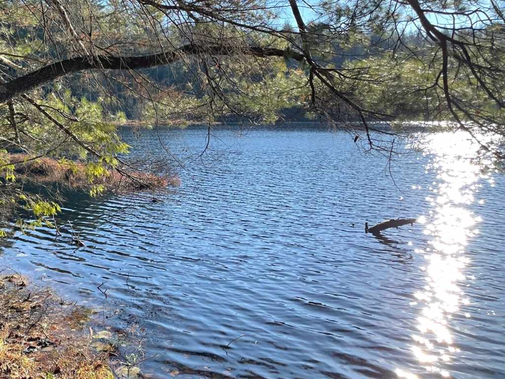 View of a peaceful lake framed by coniferous trees.