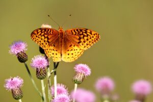 Fritillary on thistle by Daniel Schmitz. 2021 NRF Photo Contest 3rd place winner.