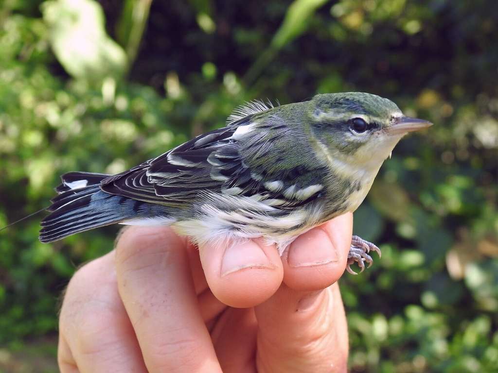 A cerulean warbler fitted with a radio-transmitter compatible with the Motus automated telemetry network in Costa Rica. Photo Paz Angulo.