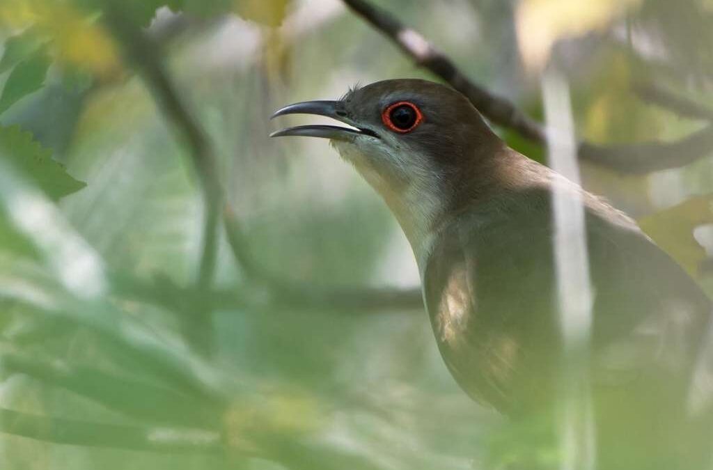a Black-billed Cuckoo reveals itself at a spring stopover site in southern Ecuador. Photo Juan Carlos Figueroa.